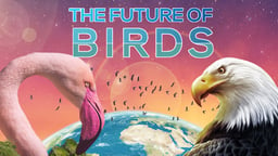 The Future of Birds - Conserving Ecosystems and Economies