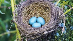Form and Function: Bird Nests and Eggs