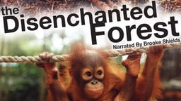 Disenchanted Forest - Great Apes in Asia
