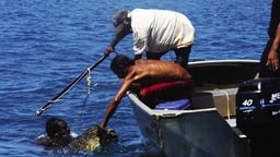 Oondoorrd - Married Turtle