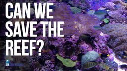 Can We Save the Reef? - Efforts to Preserve The Great Barrier Reef