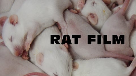 Rat Film - The History of Baltimore Told Through a Unique Lens