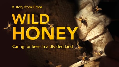 Wild Honey - Caring for Bees in a Divided Land
