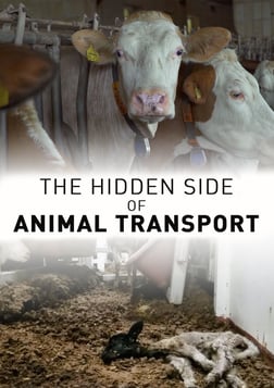 The Hidden Face of Animal Transport - Investigating Animal Transport in Europe