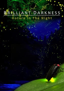 Brilliant Darkness - How Artificial Lights Affect Fireflies