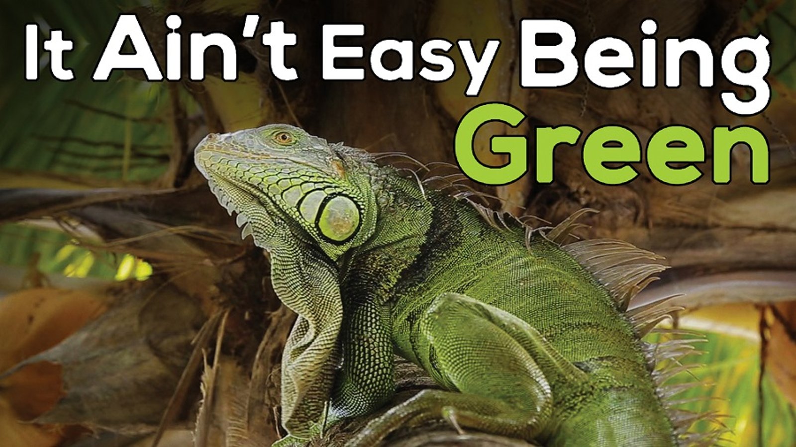 It Ain't Easy Being Green - Iguana Population Growth in the Caribbean