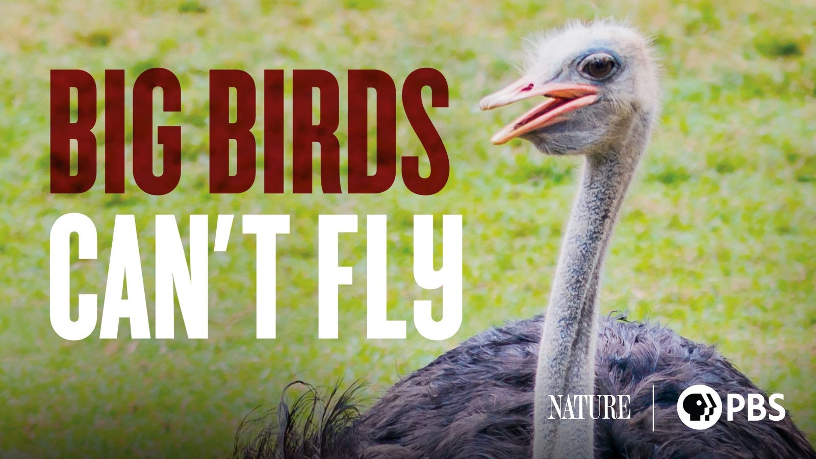 Big Birds Can't Fly