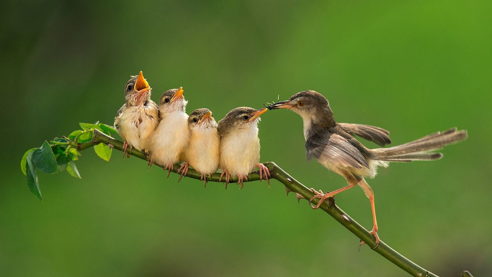 Parental Care: Bird Family and Friends