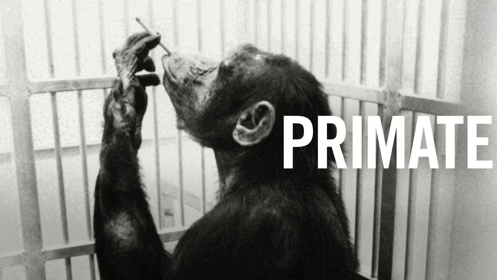 Primate - The Daily Activities of a Primate Research Center