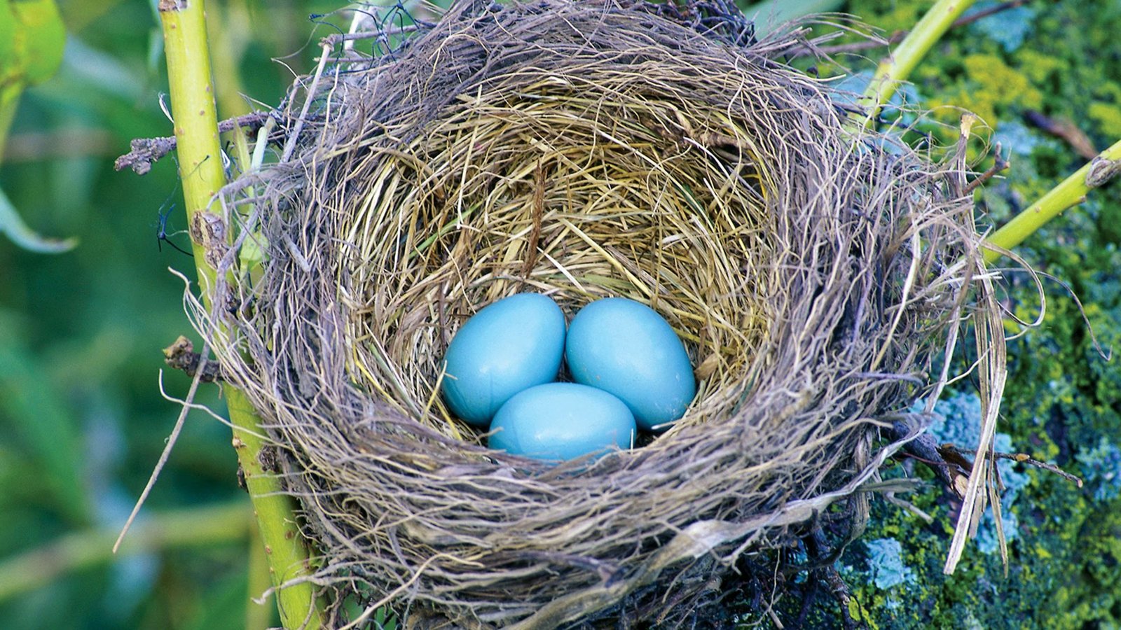 Nests and Eggs: A Home in the Sticks