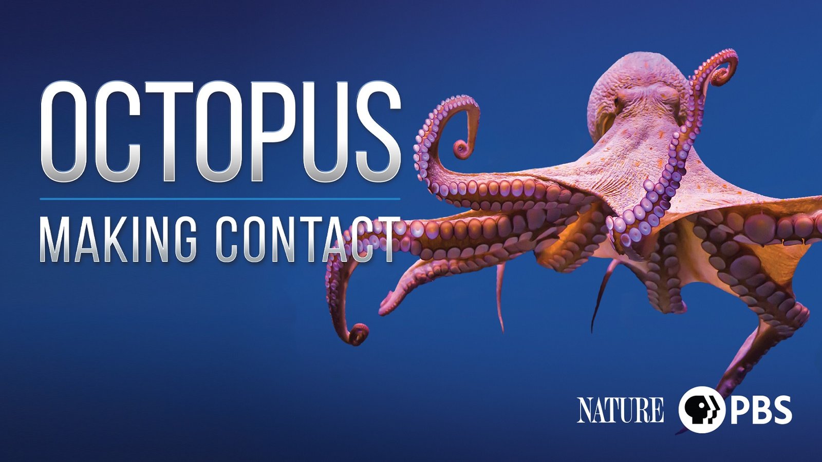 Nature: Octopus - Making Contact