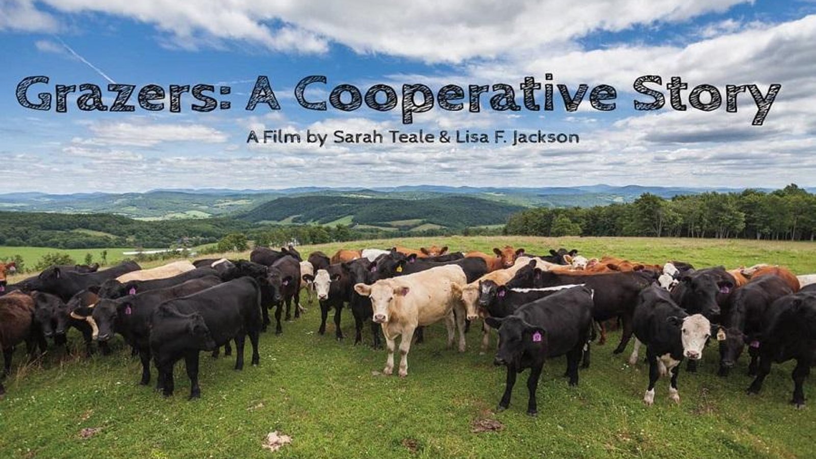 Grazers: A Cooperative Story - Local Beef Farms Competing with Industrial Companies