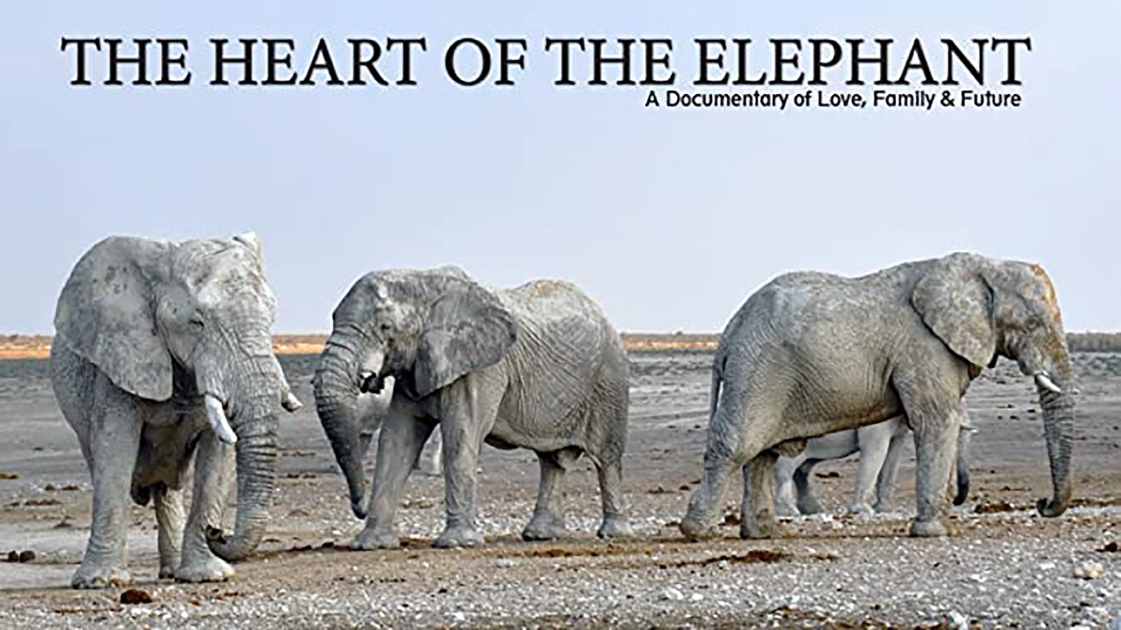 The Heart of the Elephant