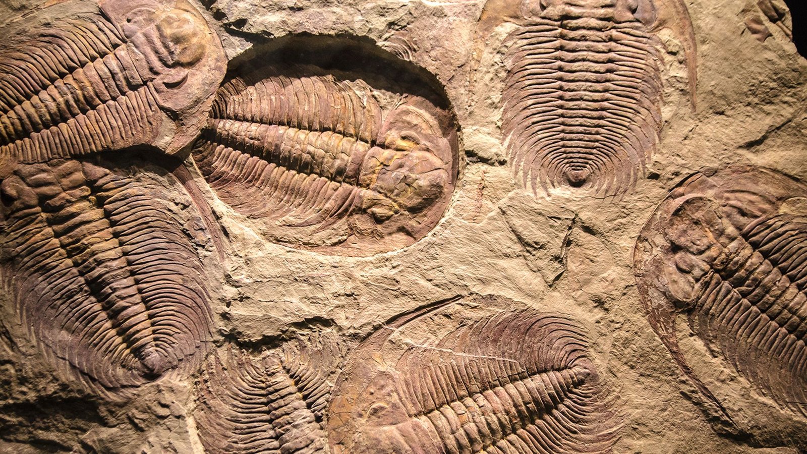 Cambrian Explosion to Dinosaur Extinction