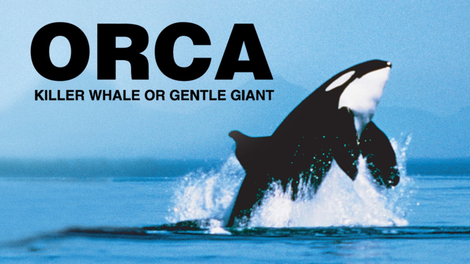 Orca: Killer Whale or Gentle Giant