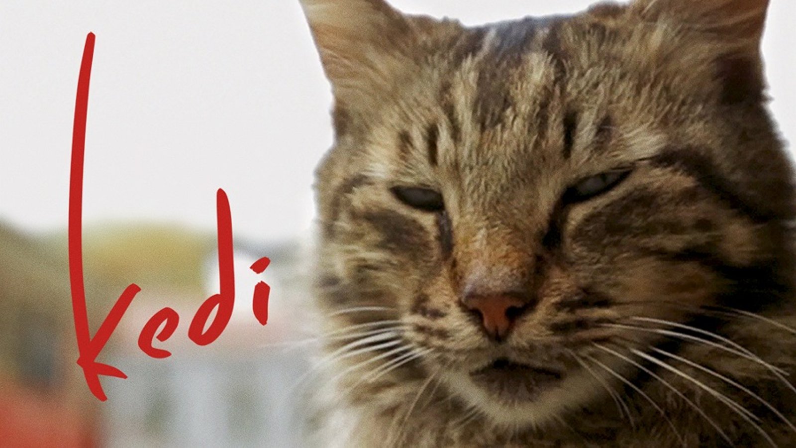 Kedi - The Cats of an Ancient City