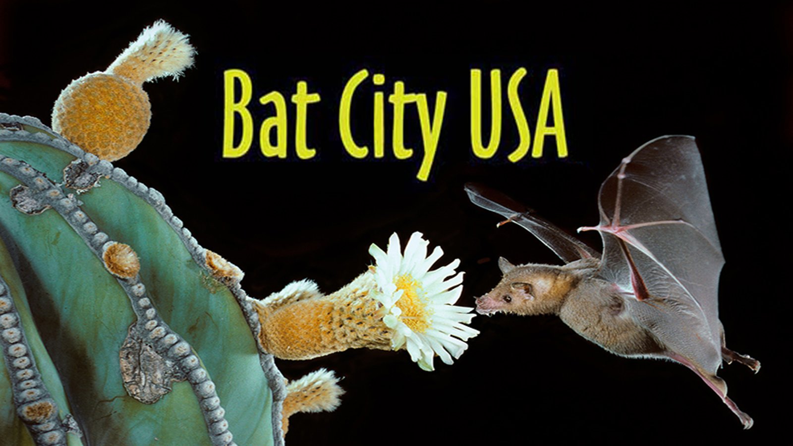 Bat City USA