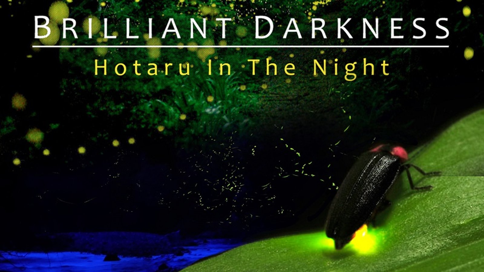 Brilliant Darkness - How Artificial Lights Affect Fireflies