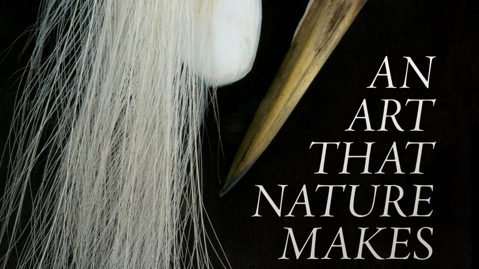An Art That Nature Makes - The Work of Artist Rosamond Purcell