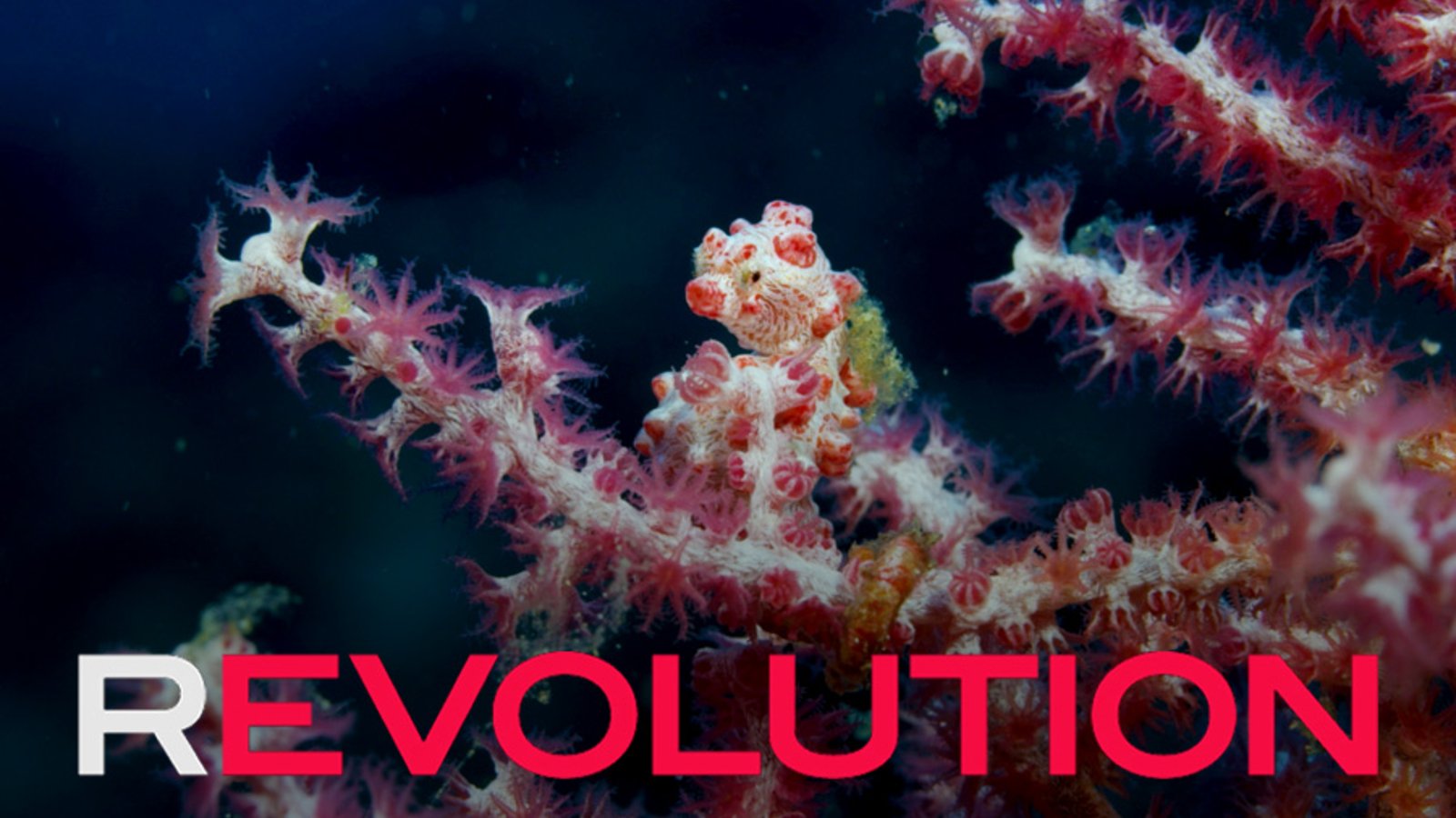 Revolution - The Fight to Save Our Oceans