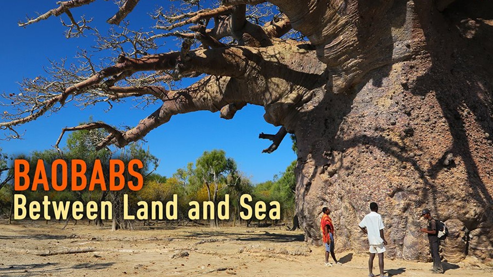 Baobabs - Between Land and Sea