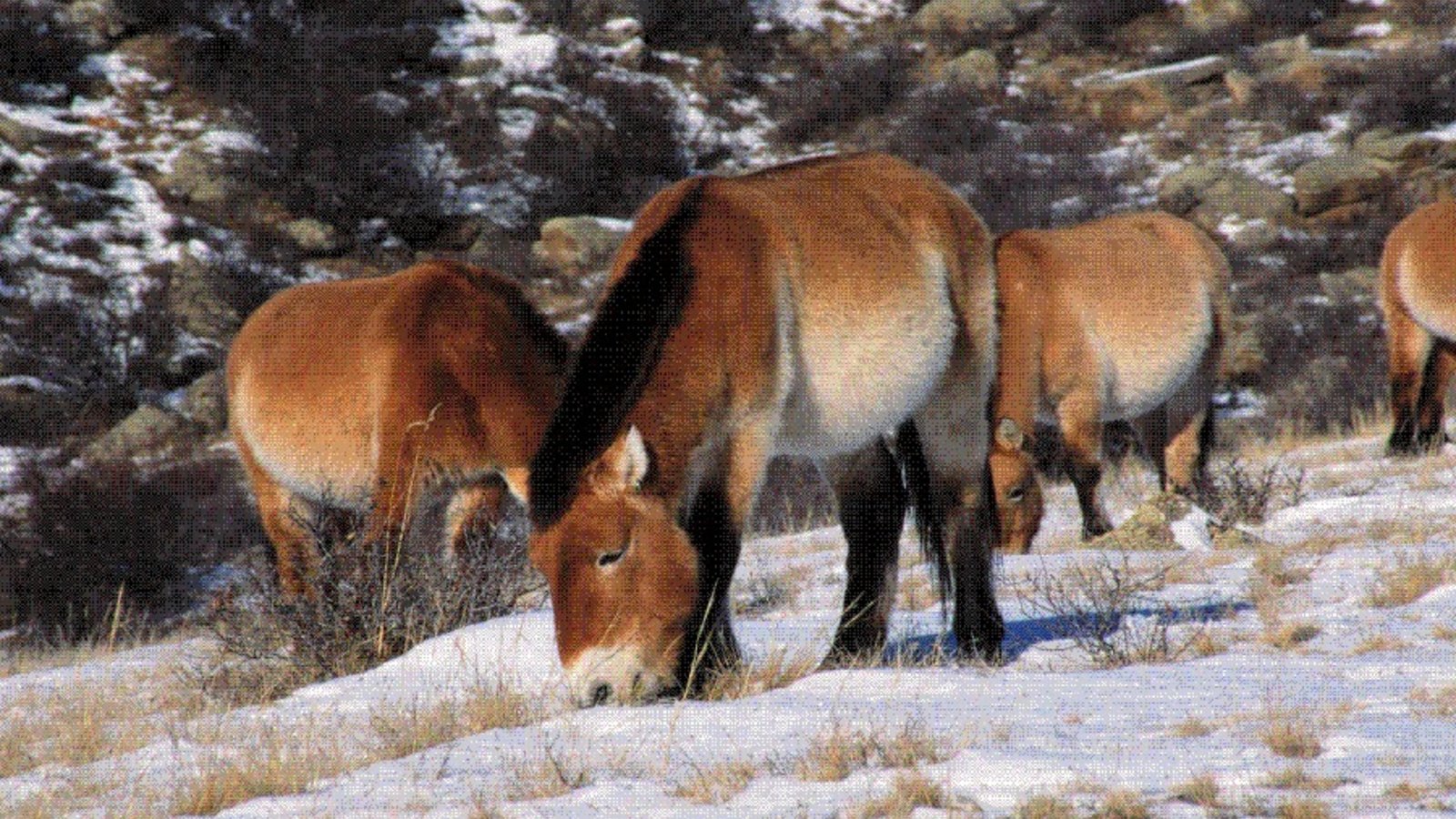 wild-horses-return-to-china-kanopy