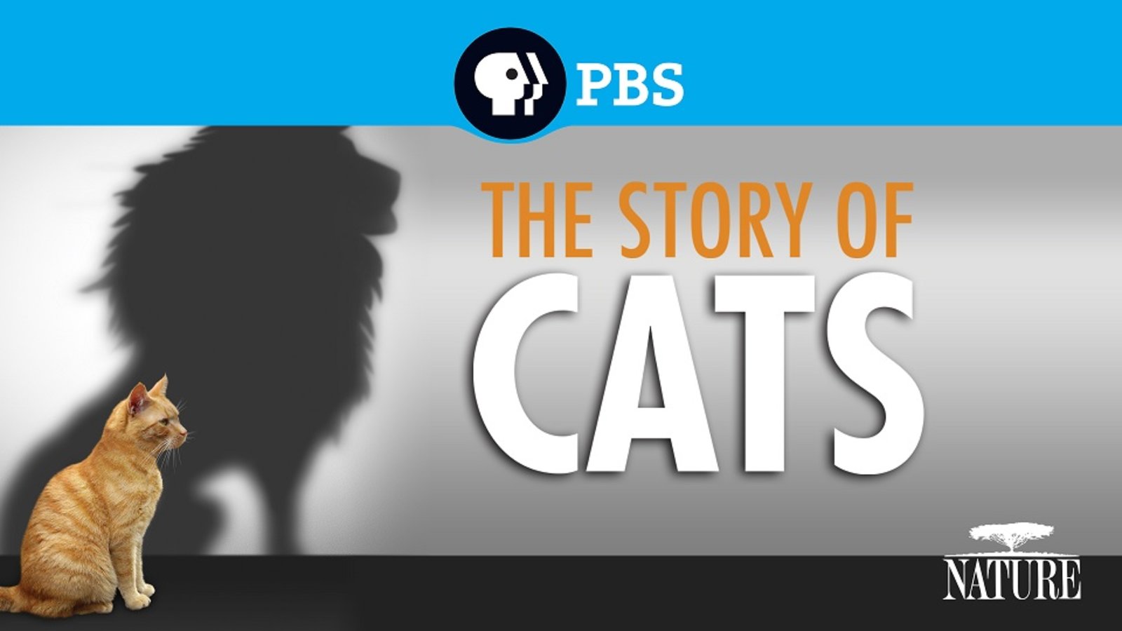 the story of the cats