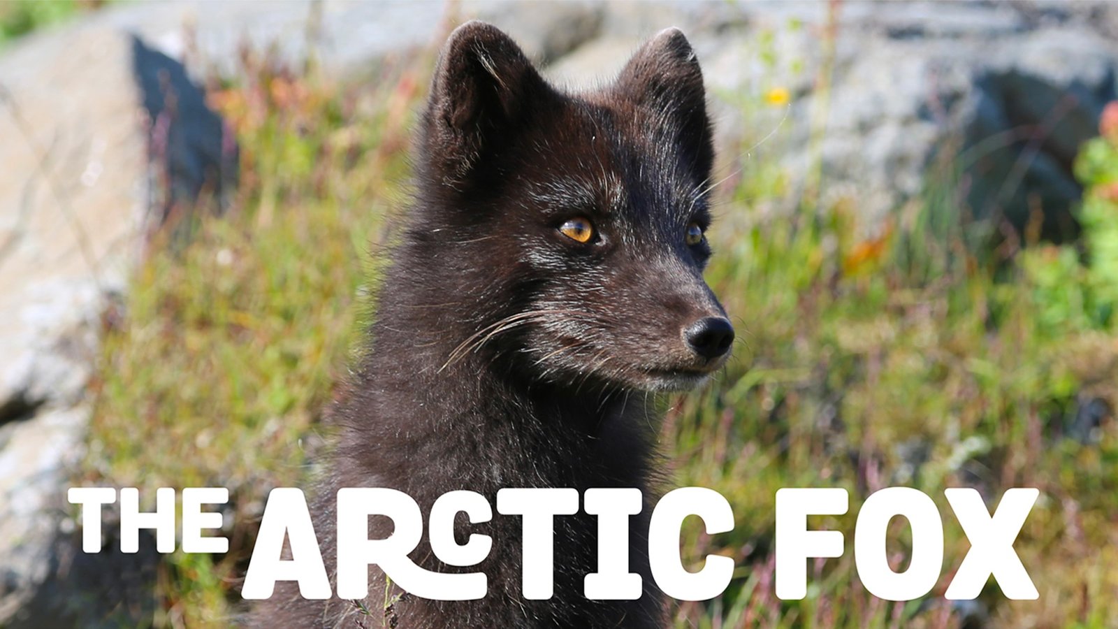 Arctic Fox | Kanopy